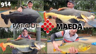 Pesqueiro MAEDA  Tanque 7 e seus grandes peixes Fishingtur 914 [upl. by Philemol]