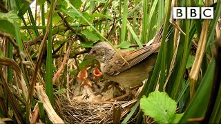 Live Springwatch Day 18 🌦 2021 🐣 BBC [upl. by Jacklyn]