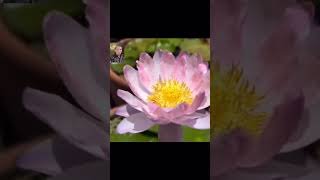 Teratai flowers bunga videoshorts bungateratai youtubeshorts [upl. by Monk374]