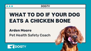 What To Do If Your Dog Eats A Chicken Bone [upl. by Nhguavaj607]