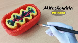 How to make Mitochondria Model  3d Styrofoam carving [upl. by Bodwell]