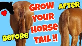 How to get a More BEAUTIFUL Horse Tail Horse Tail Care [upl. by Merrily]