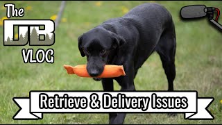 Retrieving amp Delivery Issues w a 3 Year Old Dog  Ep 247 [upl. by Ijok]