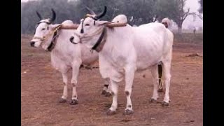 quotHow Nelore Cattle Thrives – From India to Brazilquot [upl. by Ellecrad]