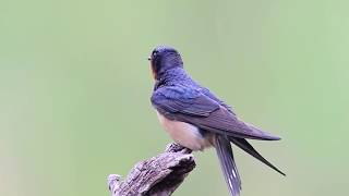 Incredible Bird Can Fly 8300 km continuously  The Barn Swallow [upl. by Intihw]