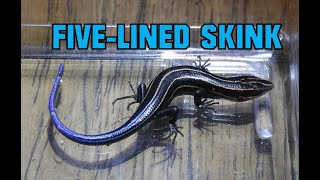 FiveLined Skink PART ONE [upl. by Nairred]