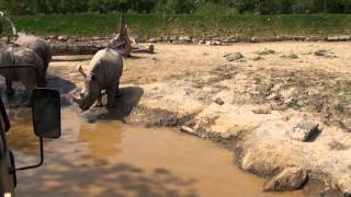 Zufari Ride into Africa POV Chessington World of Adventures [upl. by Narag42]