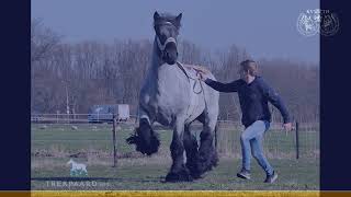 Online Trekpaarden Hengstenshow 12 mei 2021 [upl. by Yrolam182]