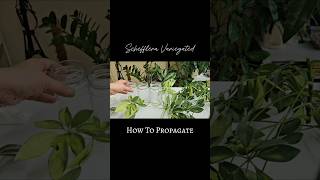 Schefflera Propagation in Water 💚 schefflera indoorplants shorts [upl. by Lifton]