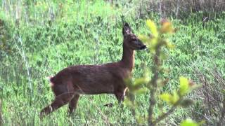 Roe Deer Barking [upl. by Ambrose]