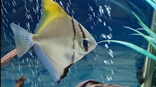 Mono Fish Care Guide  Caring for Mono Argentus Tank mates feeding breeding mono sebae compare [upl. by Nikoletta336]