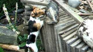 Jack Russell Terrier attacks badger Dave van dog [upl. by Anaira830]