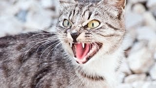 Why Cats Hiss  Cat Care [upl. by Norret]