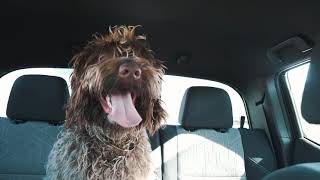 Wirehaired Pointing Griffon Living His Best Life [upl. by Edmunda]