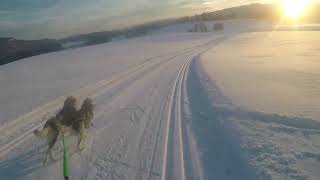 Nittedal på langs siberianhusky skijoring [upl. by Aleak]