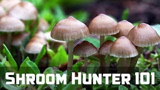 ShroomHunter 101 Identify Wild Magic Mushrooms Psilocybin [upl. by Essie]