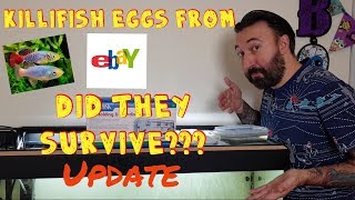 Killifish eggs from ebay update did they survive [upl. by Aciret]