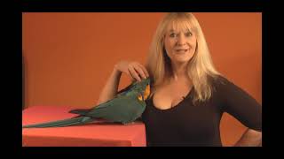 Tips to Harness Train a Parrot  GoodBirdInccom [upl. by Anniram]