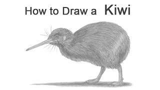 How to Draw a Kiwi Bird [upl. by Mill316]