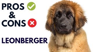 Leonberger Dog Breed Pros and Cons  Leonberger Advantages and Disadvantages AnimalPlatoon [upl. by Iroj]