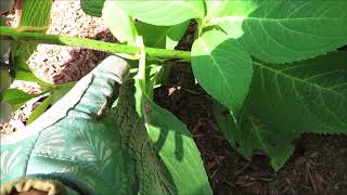 Summertime Pruning of Macrophylla Hydrangeas [upl. by Derron]