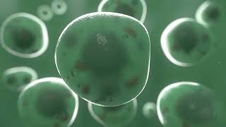 Cell division animation Mitosis [upl. by Noman]