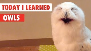 Today I Learned  Owls Facts [upl. by Tija]