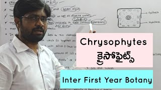 Chrysophytes  క్రైసోఫైట్స్  Inter First Year Botany  4 Marks Questions [upl. by Heywood782]