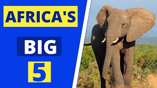 Africas big 5  What are the Big 5 Animals of Africa [upl. by Estis]