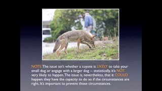 Coyotes As Neighbors What to Know and Do by CoyoteCoexistenceCom [upl. by Shandy]