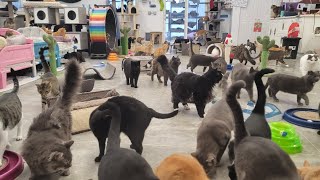 Visiting Furball Farm Cat Sanctuary [upl. by Losse630]