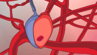 Video 13 Circulatory System and Respiratory Support [upl. by Anavahs86]