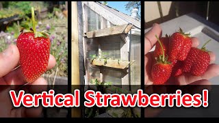 Growing Strawberries Vertically Its Not Hard [upl. by Keri]