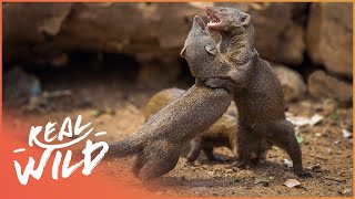 Army Of Tiny Mongoose Fight To Survive Against Apex Predators  Bandits Of Selous  Real Wild [upl. by Redna]