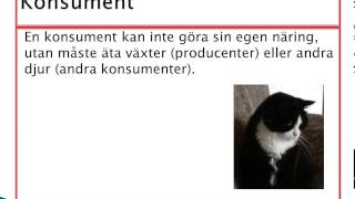 Producent konsument i ekosystemet [upl. by Ycnaffit746]