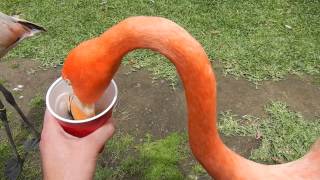 San Diego Zoo  Feeding the Flamingos [upl. by Erasaec]