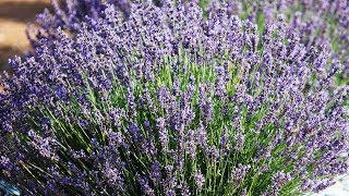 Southern Hills Lavender  Making It Grow [upl. by Rehpotsrihc121]