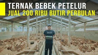 Ternak Bebek Petelur Dimasa Pandemi Bisa Jual 200 Ribu Butir Telur Perbulan [upl. by Lisandra]