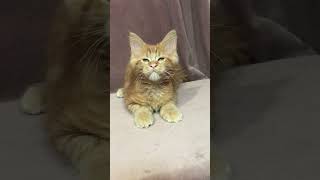 Whitney Red Maine Coon Female Kitten Available Now  Purebred Kitties [upl. by Valda]