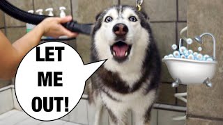 Grooming My Husky Goes Wrong SHE SCREAMS 😱🤣 [upl. by Rehpotsihc]