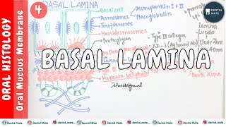 Basal Lamina  Basement Membrane  Oral Mucous Membrane  Dr Paridhi Agrawal [upl. by Tama]