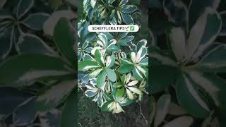 Schefflera plant care🌱✅ shorts plants plantshorts [upl. by Seem]