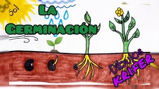 La Germinación🌱 Dibuja y colores el proceso de Germinación de una planta🌱😃 Dibujos para niños [upl. by O'Brien8]