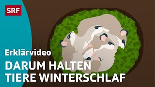 Der Winterschlaf der Tiere – einfach erklärt  Kindervideos  SRF Kids [upl. by Ahscrop806]