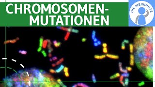 Chromosomenmutationen  Begriff Deletion Duplikation Inversion Insertion amp Translokation erklärt [upl. by Conte173]