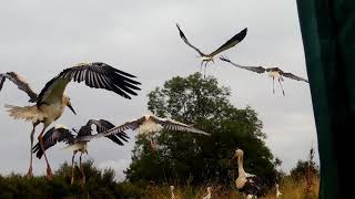 Young white storks released at Knepp [upl. by Sherman]