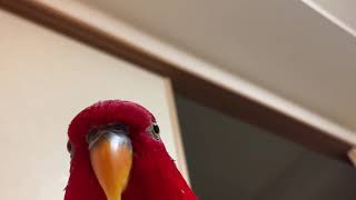 Red birb quotGUMIquot wuewuewuewuewuestaring [upl. by February332]