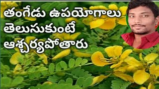 తంగేడు చెట్టు ఉపయోగాలుtangedu chettu upayogaluthangedu chettu details in Telugutangedu puvvu [upl. by Donica869]