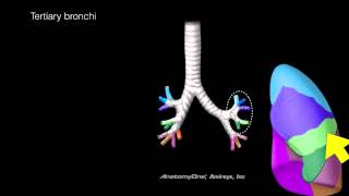 Lungs and Airways [upl. by Claudian]