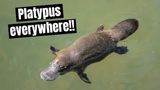 Platypus Everywhere  Eungella National Park Queensland Australia [upl. by Enoid]